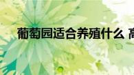 葡萄园适合养殖什么 高效生态种养指南